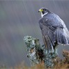 Peregrine Falcon (Falco peregrinus) perched on lichen-covered pine stump in rain. Grampian, Scotland. April.